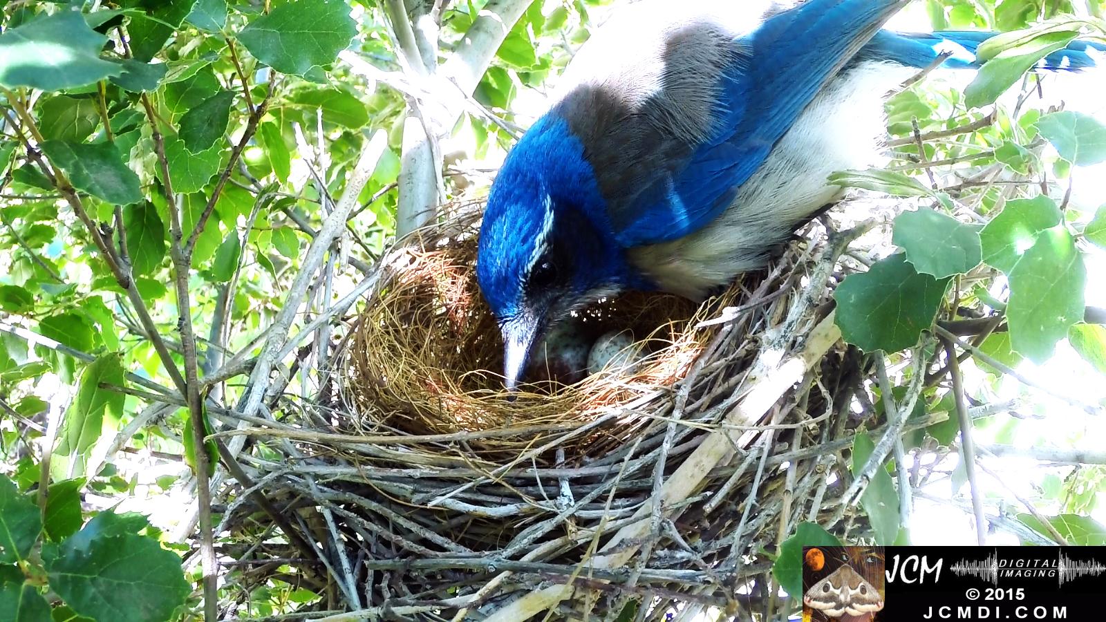 Scrub Jay nest and activity GoPro Hero3+ Black 3-3132015 Santa Clarita JCMDI.COM